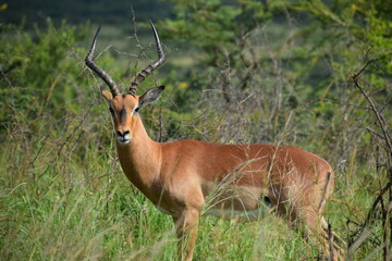 impala ram in the savannah