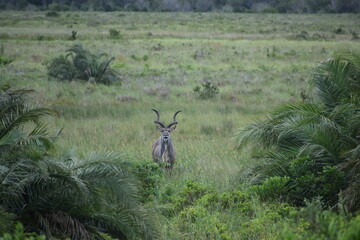 Kudu in the wild