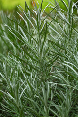 Fototapeta premium White Rosemary are growing in the garden nursery. 