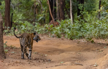 Female tigress (Panthera tigris) walking on jungle road with natural green background of bandhavgarh forest.