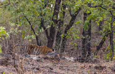 Female tigress (Panthera tigris) walking on jungle road with natural green background of bandhavgarh forest.