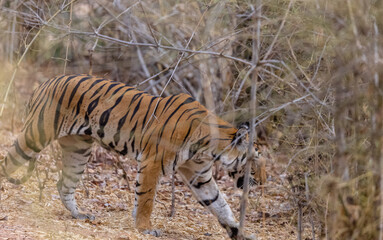 Female tigress (Panthera tigris) walking on jungle road with natural green background of bandhavgarh forest.