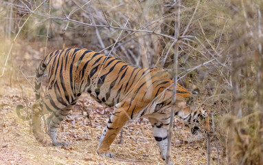 Female tigress (Panthera tigris) walking on jungle road with natural green background of...
