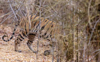 Female tigress (Panthera tigris) walking on jungle road with natural green background of...