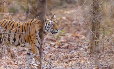 Female tigress (Panthera tigris) walking on jungle road with natural green background of bandhavgarh forest.