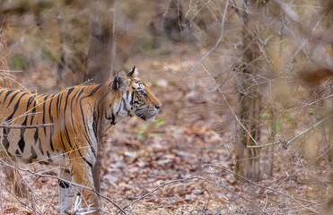 Female tigress (Panthera tigris) walking on jungle road with natural green background of...