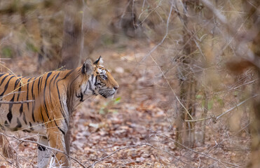Female tigress (Panthera tigris) walking on jungle road with natural green background of bandhavgarh forest.