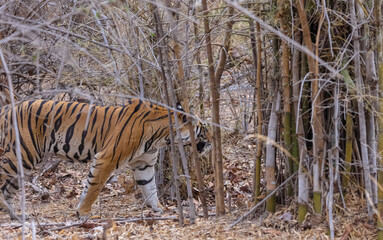 Female tigress (Panthera tigris) walking on jungle road with natural green background of...