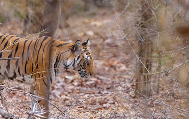 Female tigress (Panthera tigris) walking on jungle road with natural green background of...