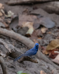 Black-naped monarch (Hypothymis azurea) bird perching on branch of dry tree.