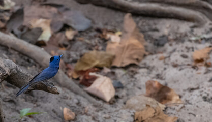 Black-naped monarch (Hypothymis azurea) bird perching on branch of dry tree.