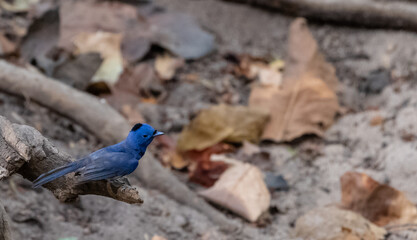 Black-naped monarch (Hypothymis azurea) bird perching on branch of dry tree.