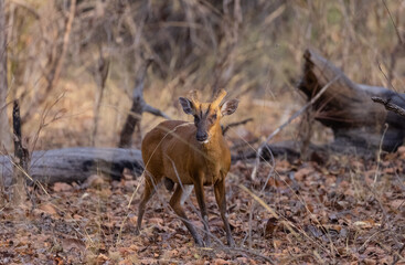 Fototapeta premium Barking deer or Indian muntjac (Muntiacus muntjak) in the forest.