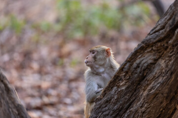 Rhesus macaque (Macaca mulatta) or Indian Monkey in forest.