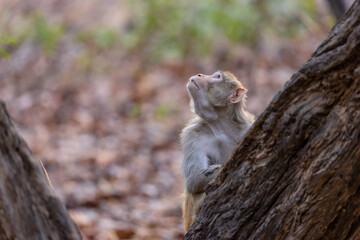 Rhesus macaque (Macaca mulatta) or Indian Monkey in forest.
