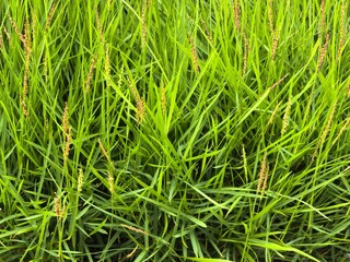 Lush Green Grass with Brown Seed Heads