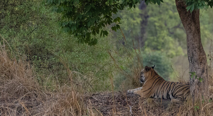 Male tiger (Panthera tigris) walking on jungle road with natural green background of Bandhavgarh...
