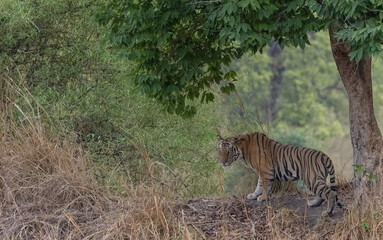 Male tiger (Panthera tigris) walking on jungle road with natural green background of Bandhavgarh forest.