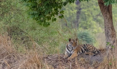 Male tiger (Panthera tigris) walking on jungle road with natural green background of Bandhavgarh forest.