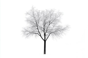 A solitary, leafless tree standing in a snowy landscape under a bright, overcast sky