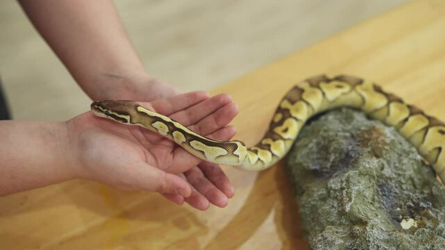 Human Hand Interacting with a Beautiful Python Snake on a Natural Rock Setting in a Close-Up Image Capturing the Connection Between Human and Nature