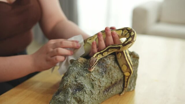 Close-Up of a Child's Hands Gently Touching a Python Snake Displayed on a Naturalistic Surface in a Bright Indoor Environment