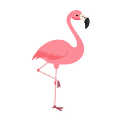 Flamingo: The Elegant Pink Wader