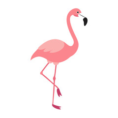 Flamingo: The Elegant Pink Wader