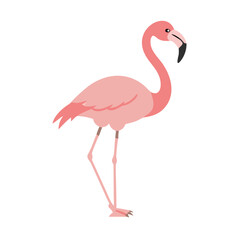Flamingo: The Elegant Pink Wader