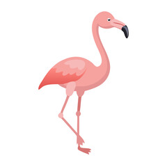 Flamingo: The Elegant Pink Wader