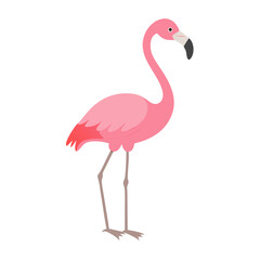 Flamingo: The Elegant Pink Wader