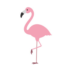 Flamingo: The Elegant Pink Wader