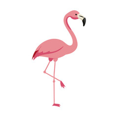 Flamingo: The Elegant Pink Wader
