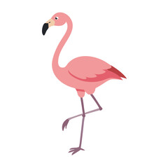Flamingo: The Elegant Pink Wader