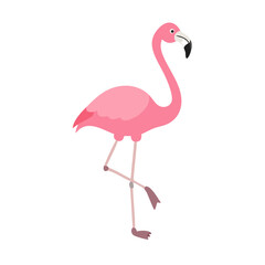 Flamingo: The Elegant Pink Wader