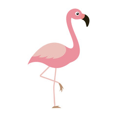 Flamingo: The Elegant Pink Wader