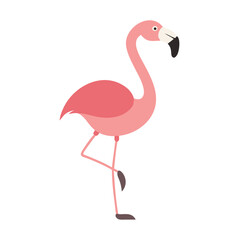 Flamingo: The Elegant Pink Wader
