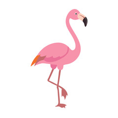 Flamingo: The Elegant Pink Wader