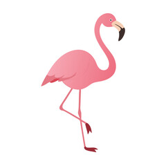 Flamingo: The Elegant Pink Wader