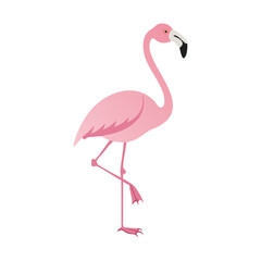 Flamingo: The Elegant Pink Wader