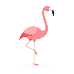 Flamingo: The Elegant Pink Wader