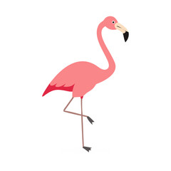 Flamingo: The Elegant Pink Wader