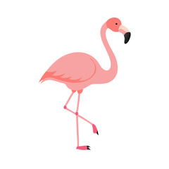 Flamingo: The Elegant Pink Wader