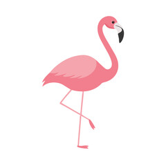 Flamingo: The Elegant Pink Wader