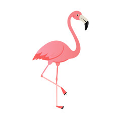 Flamingo: The Elegant Pink Wader