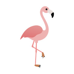 Flamingo: The Elegant Pink Wader