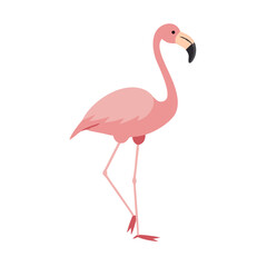 Flamingo: The Elegant Pink Wader