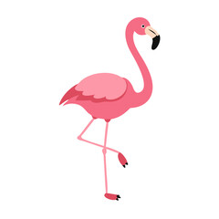 Flamingo: The Elegant Pink Wader