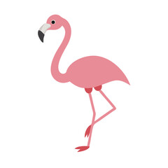 Flamingo: The Elegant Pink Wader