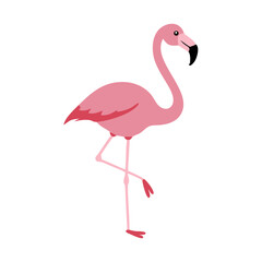 Flamingo: The Elegant Pink Wader